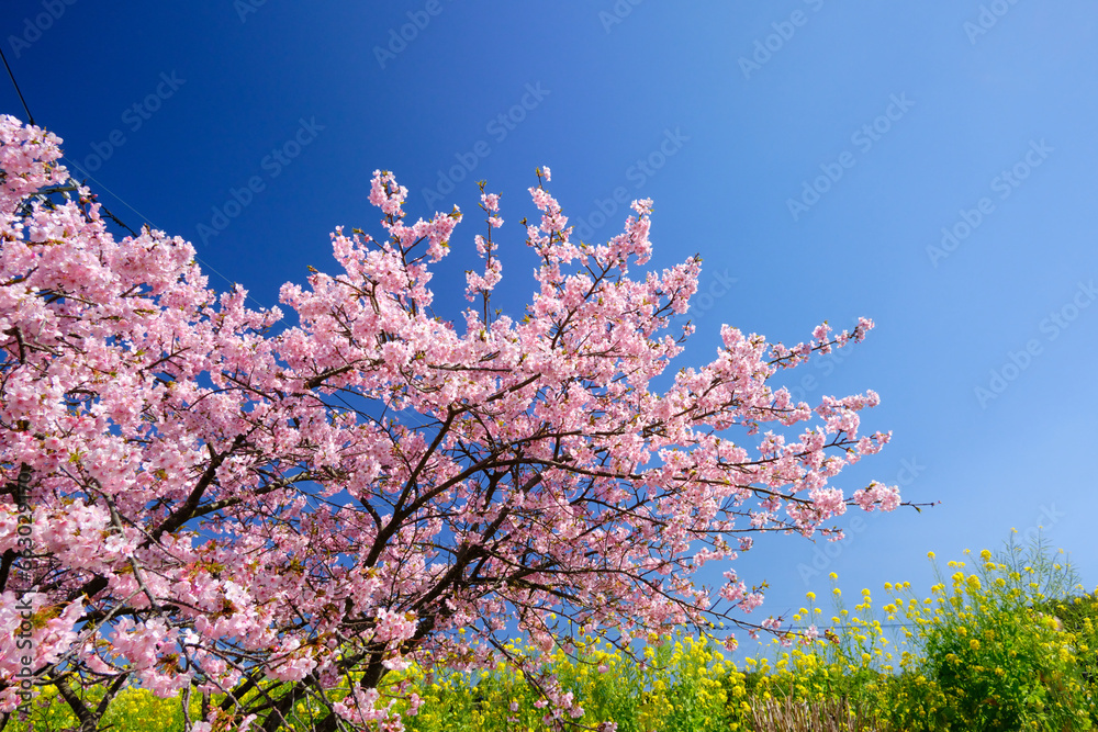 暖かい春の河津桜と菜の花の景色