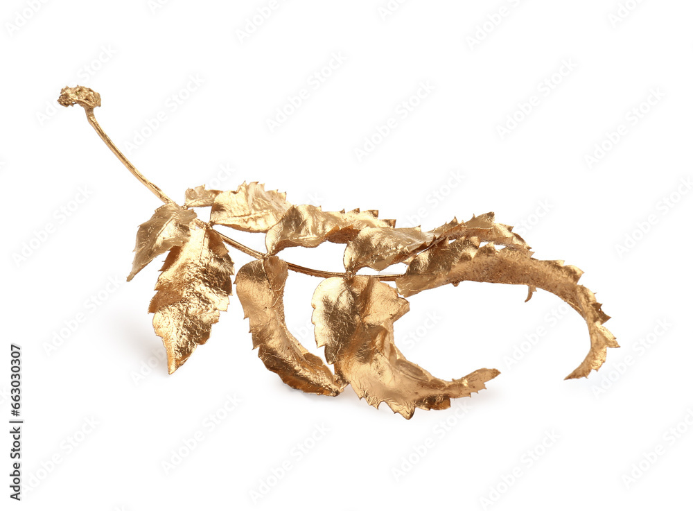 Twig of golden rowan leaves isolated on white. Autumn season