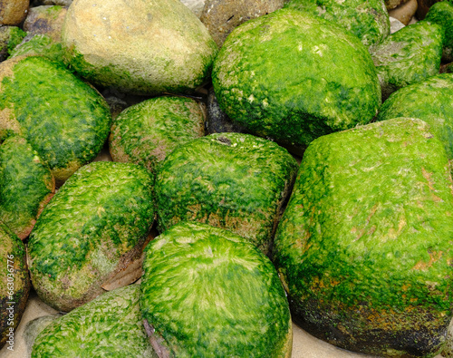 Mossy Ocean Rocks