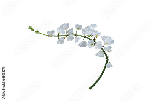Close-up shot of white flower bouquet isolated on transparent background png file.