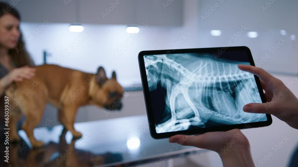 Veterinarian looking at dog x-ray image on digital tablet in modern clinic. Female assistant doing check up of domestic animal in vet hospital. Veterinary doctor examining French Bulldog skeleton 
