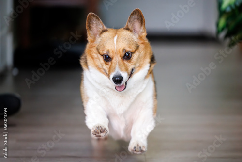 tricolor corgi runs with joy