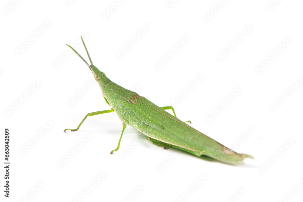 green locust or acrida cinerea of grasshopper isolated on white background. green locust or acrida cinerea of grasshopper isolated on white background.