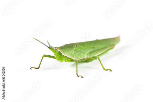green locust or acrida cinerea of grasshopper isolated on white background.