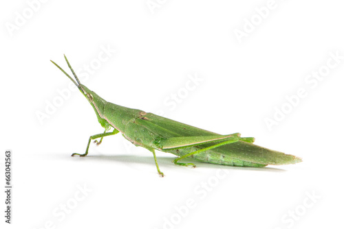 green locust or acrida cinerea of grasshopper isolated on white background.