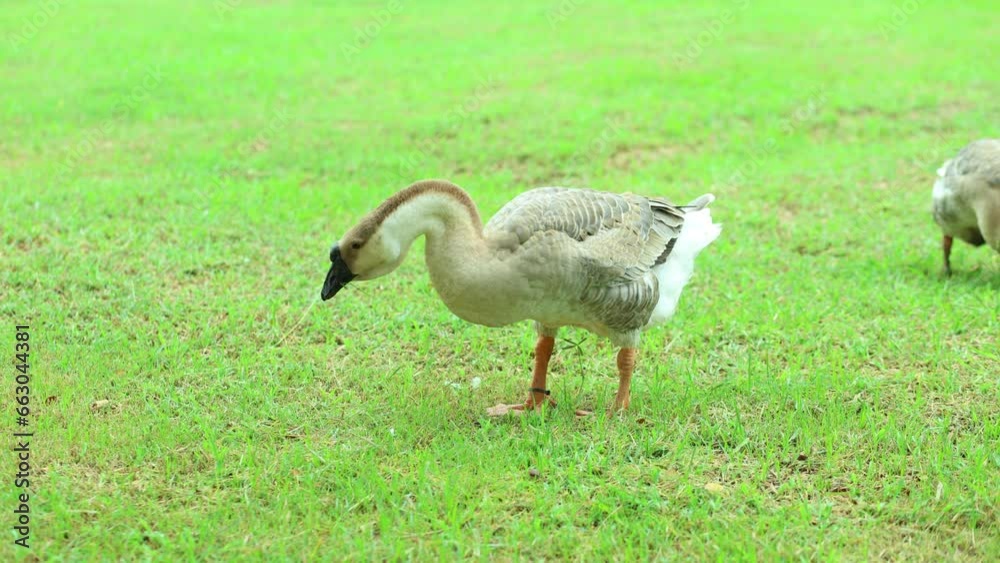 Gray and white geese walk to find food on the green grass in the farm, natural animals. 4k motion Gray and white geese walk to find food on the green grass in the farm, natural animals. 4k motion
