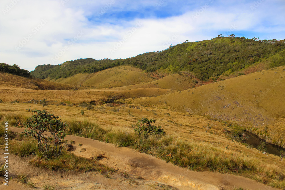 Picturesque image of the burnt grass around Horton Plains, Sri Lanka