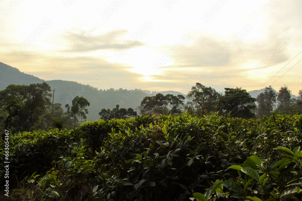Fototapeta premium The tea plantations around Little Adam's Peak, Ella, Sri Lanka.