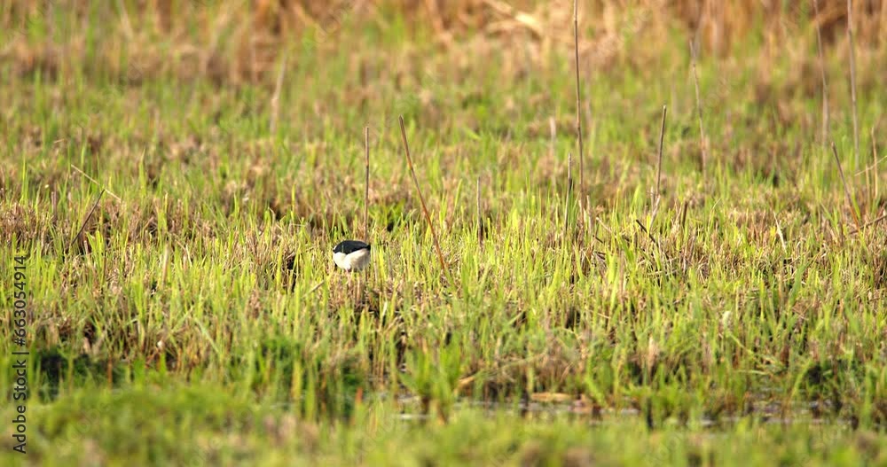 Black winged stilt looking for food in the grass Black winged stilt looking for food in the grass
