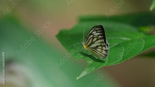 Moving with the with as perched on a leaf as other butterflies flyby, Striped Albatross Appias libythea olferna, Thailand photo