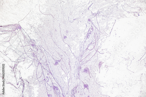 Motor Neuron, Spinal cord, Nerve fibres and nerve cells under the microscope in Lab. photo