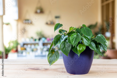 'Philodendron hederaceum scandens brasil green leaves house plant with selective focus and blurred background photo