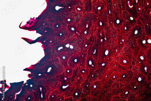 Showing Light micrograph Type of Tissue Human under the microscope in Lab. photo