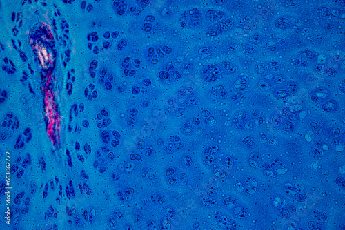 Showing Light micrograph Type of Tissue Human under the microscope in Lab. photo