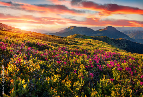 Great sunset in Carpathian mountains with blooming hill, Ukraine, Europe. Splendid summer view of pink rhododendron flowers on the rolling hills. Beauty of nature concept background.. © Andrew Mayovskyy