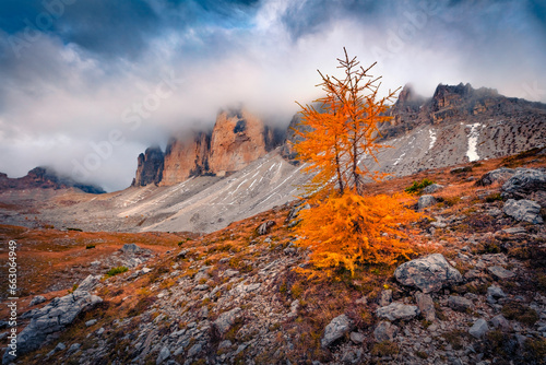 Gloomy autumn view of Tre Cime Di Lavaredo National Park with small larch tree. Spectacular morning scene of Dolomite Alps, Auronzo Di Cadore location, Italy. Beauty of nature concept background.