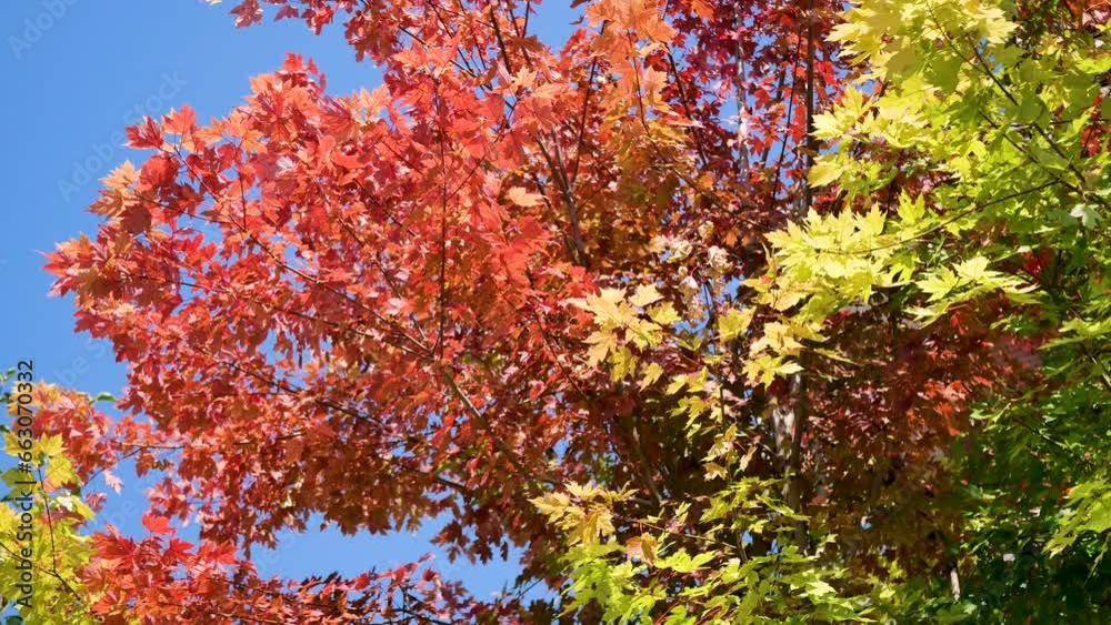 Red leaves on a tree