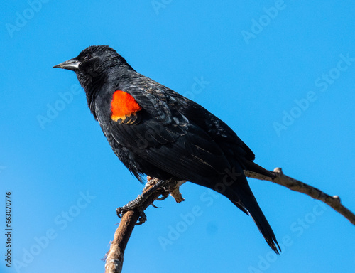 Red Wing Blackbird against a blue sky