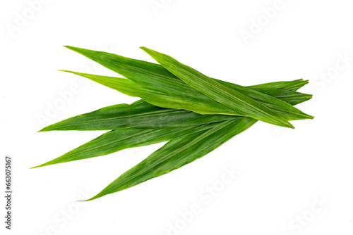 Green leaves pattern,leaf fresh ginger isolated