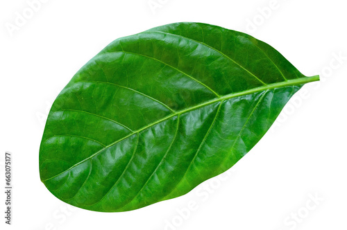 Green leaves pattern leaf noni isolated