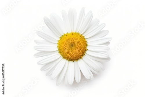 Common daisy isolated on white background. © AbGoni