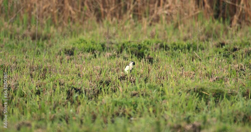 Black-winged stilt stands on the grass near the pond Black-winged stilt stands on the grass near the pond