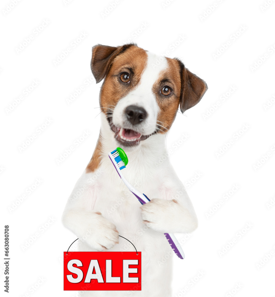Funny Jack Russell terrier puppy holds toothbrush and shows signboard with labeled 