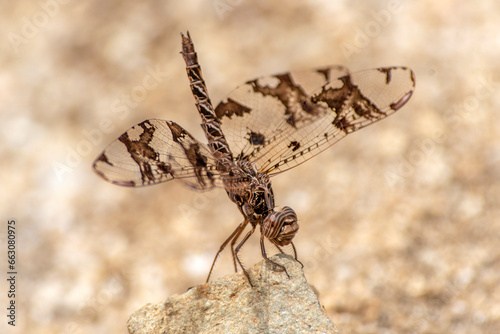  Filigree Skimmer (Pseudoleon superbus) perching on a rock in Baja California Sur