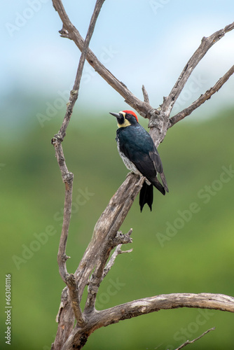 
Narrow-fronted Acorn Woodpecker (Melanerpes formicivorus ssp. angustifrons) 