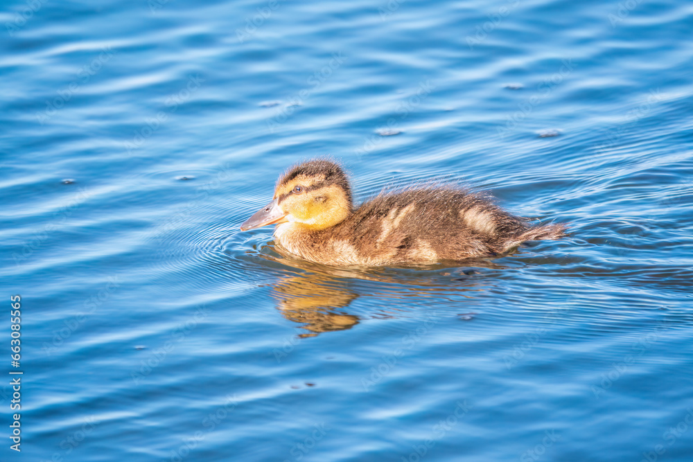 Cute little duckling swimming alone in a lake or river with calm water Cute little duckling swimming alone in a lake or river with calm water