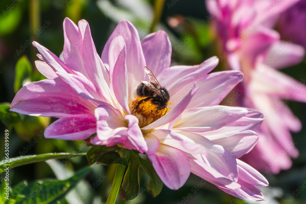 A bee collects nectar from pink dahlia flower in the garden in summer close-up. A bee collects nectar from pink dahlia flower in the garden in summer close-up.