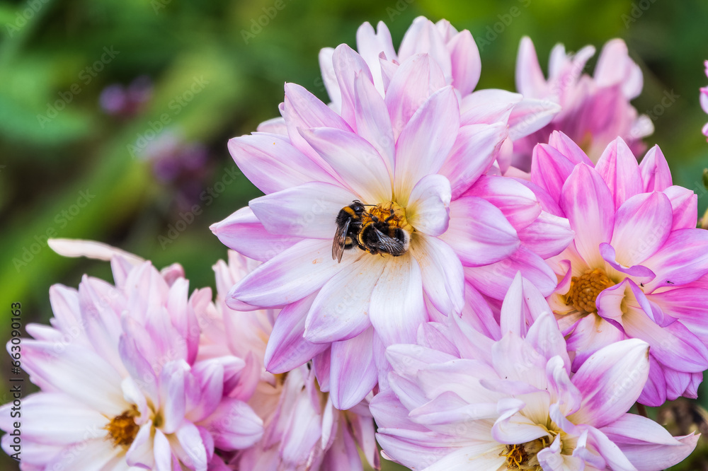 A bee collects nectar from pink dahlia flower in the garden in summer close-up. A bee collects nectar from pink dahlia flower in the garden in summer close-up.