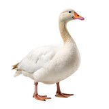 goose isolated on transparent background