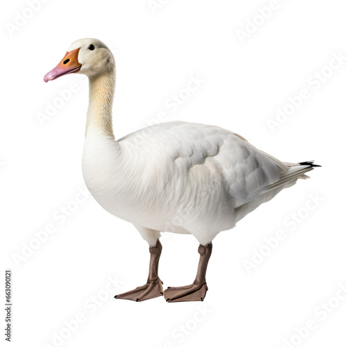 goose isolated on transparent background