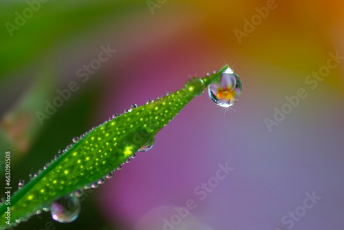 Sparkling Dew drops flower refraction
