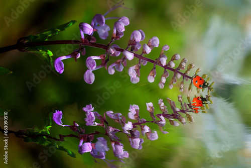 Ladybug on top of purple flower with reflection