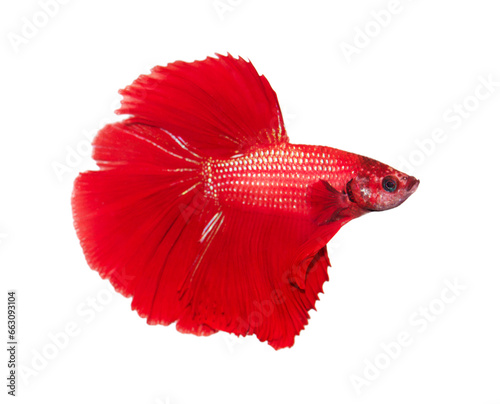 Fighting fish isolated on transparent background.PNG file