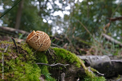 Closeup on the common earthball or pigskin poison puffball mushroom, Scleroderma citrinum on the forest floor