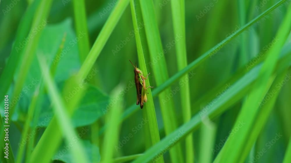 Meadow grasshopper on blade of grass jumping in thick field. Extreme close up Meadow grasshopper on blade of grass jumping in thick field. Extreme close up