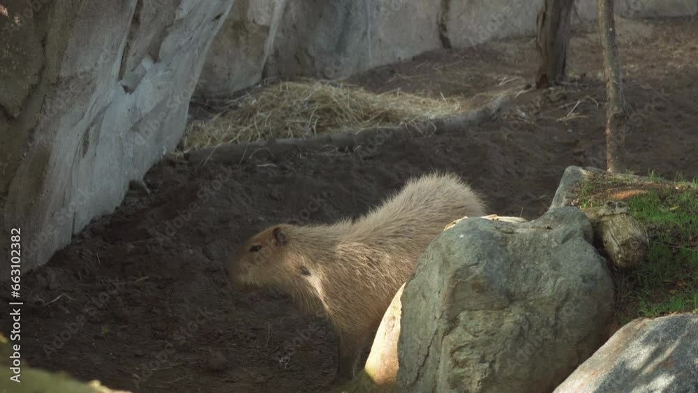 Capybara walking inside his area in the enclosure