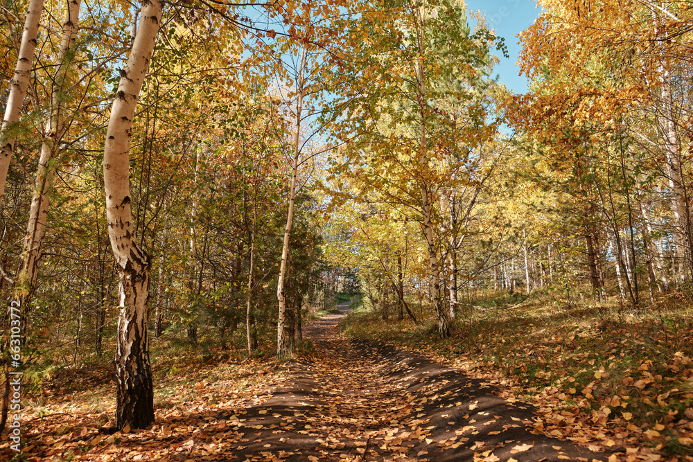 autumn in the forest, yellow trees, fall vibe