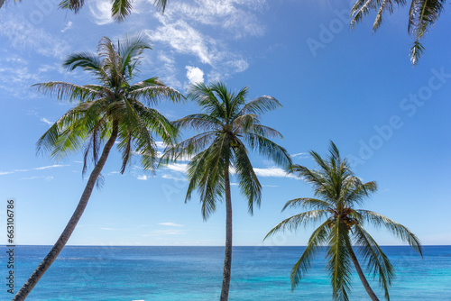 Fototapeta Naklejka Na Ścianę i Meble -  Coconut palm tree at the beach. Low angle view of coconut tree against blue sky