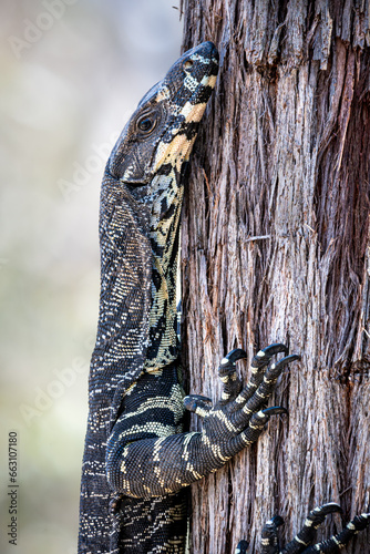 Tableau sur toile Lace Monitor, close up detail of a large Australian tree dwelling lizard