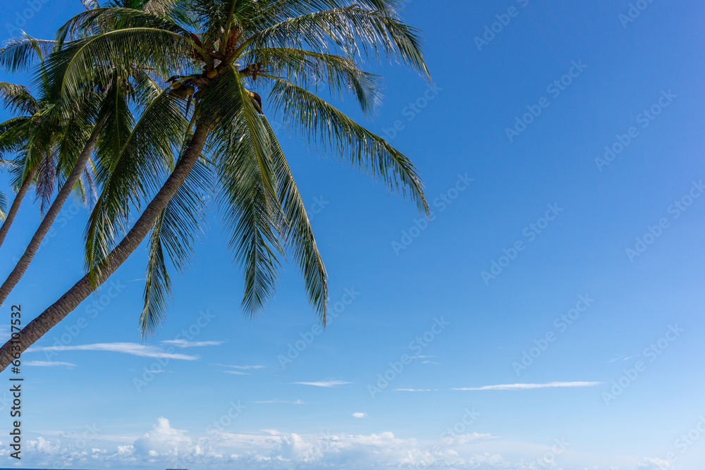 Obraz premium Coconut palm tree at the beach. Low angle view of coconut tree against blue sky