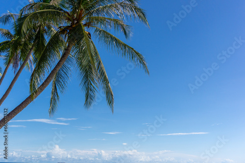 Coconut palm tree at the beach. Low angle view of coconut tree against blue sky