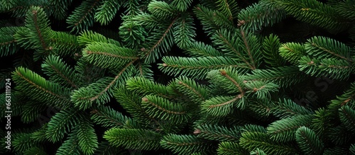 Christmas tree branches on a natural background.