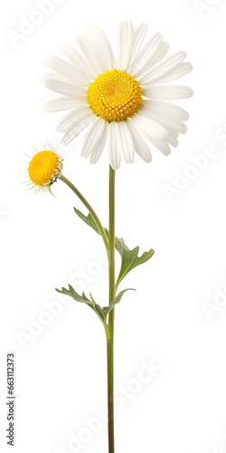 Common daisy isolated on white background.