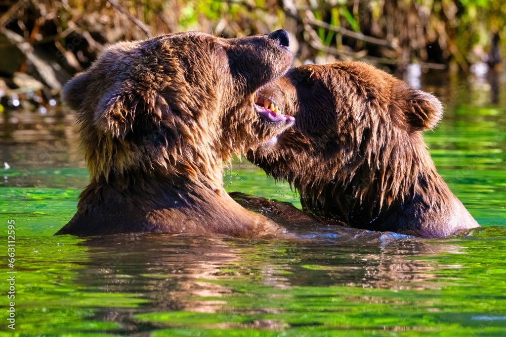 Alaskan Brown Bears (Ursus horribilis) fighting in a river Alaskan Brown Bears (Ursus horribilis) fighting in a river