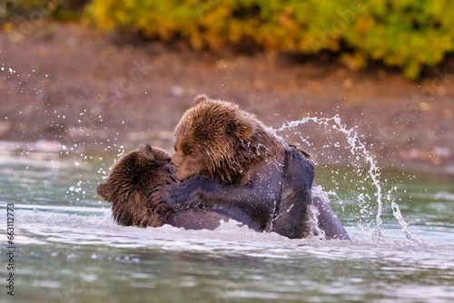 Stampa su tela Alaskan Brown Bears (Ursus horribilis) fighting in a river