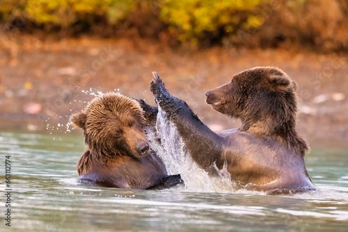 Fotomurale Alaskan Brown Bears (Ursus horribilis) fighting in a river